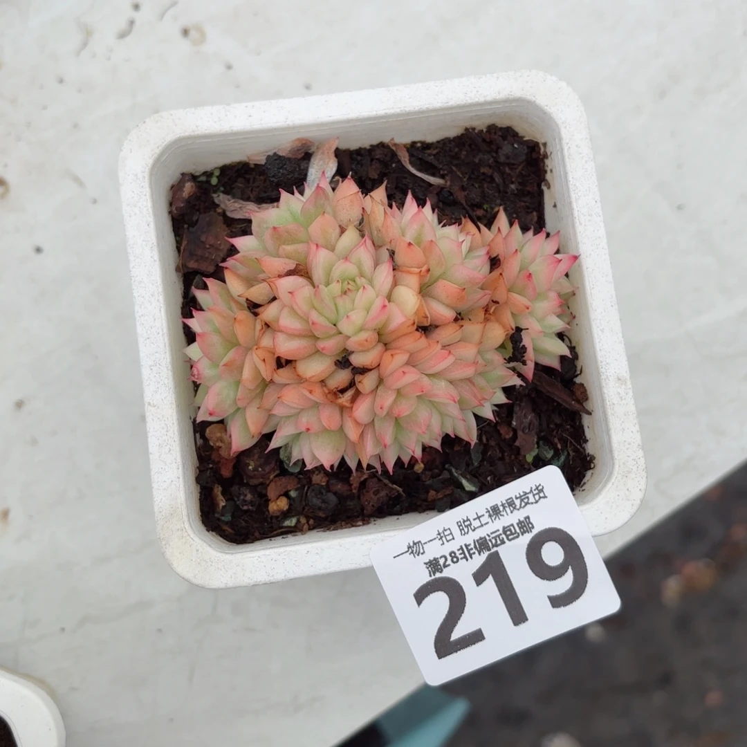 女雏锦无盆土发货