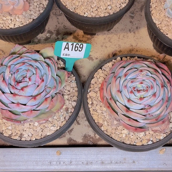 舍*大惊鸿两颗A169