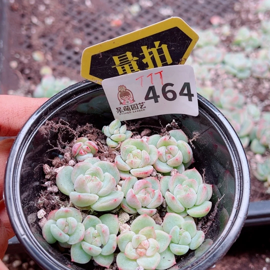多肉植物多肉植物