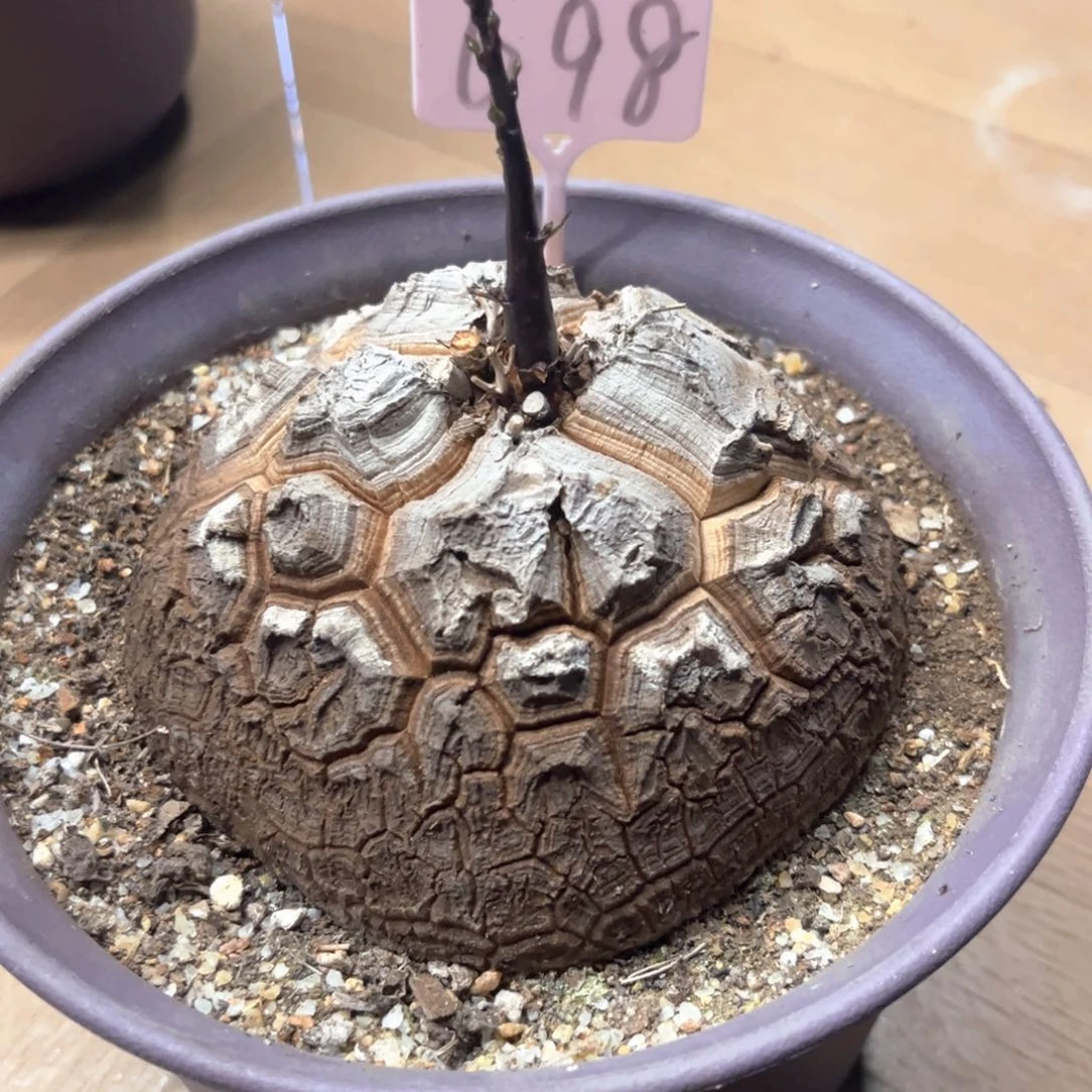 飞****7698龟甲龙123456