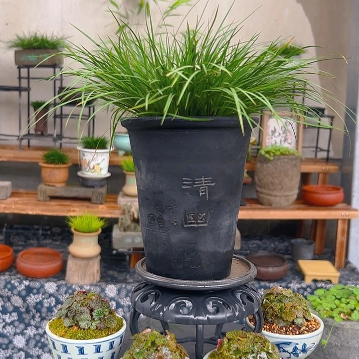 无花朵虎须菖蒲脱盆包邮