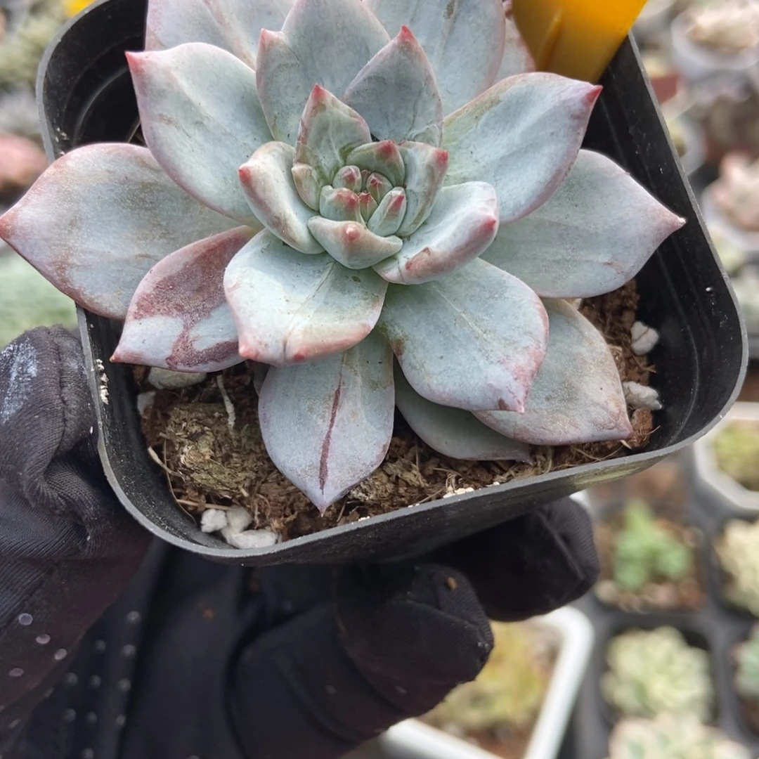 572粉蓝鸟石化多肉植物