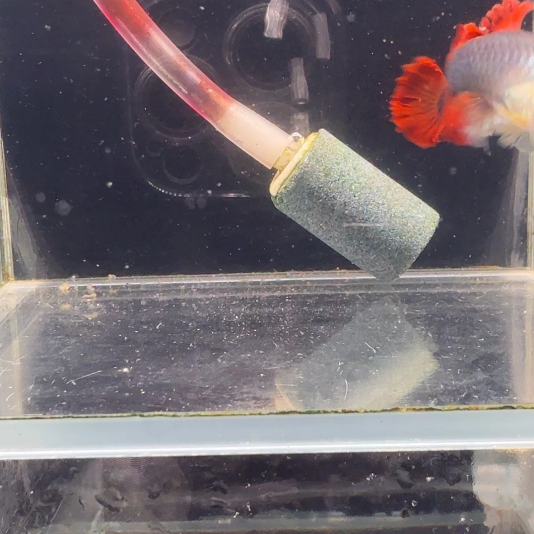 正***气海水鱼折扇菊花帆折扇1对