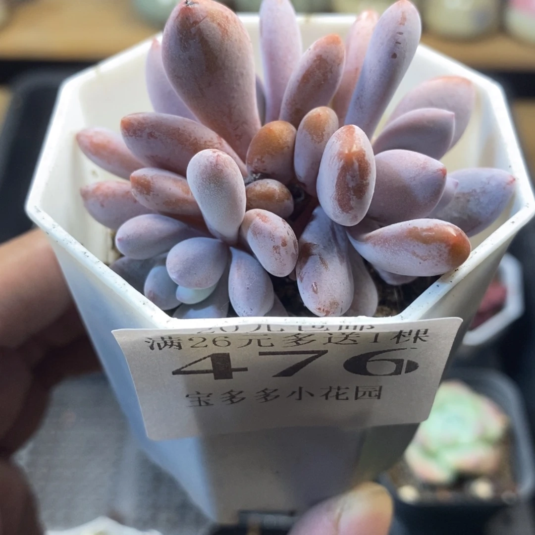 三头粉兔群一物一拍满20包邮满26送一颗多肉