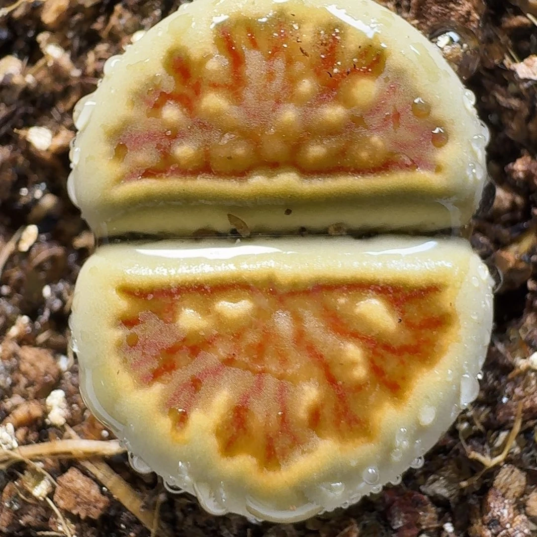 生石花22:：：。  186