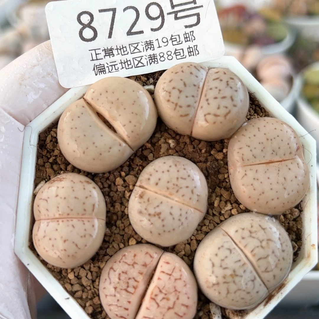 好养易活生石花大母本8729