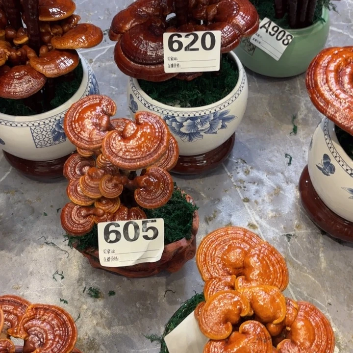 元***宝灵芝888888888888888