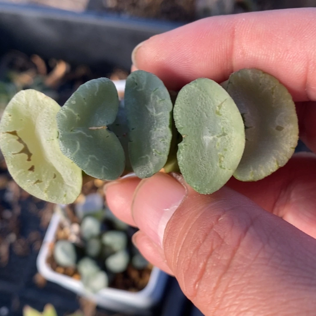 一颗大蓝镜玉扇。