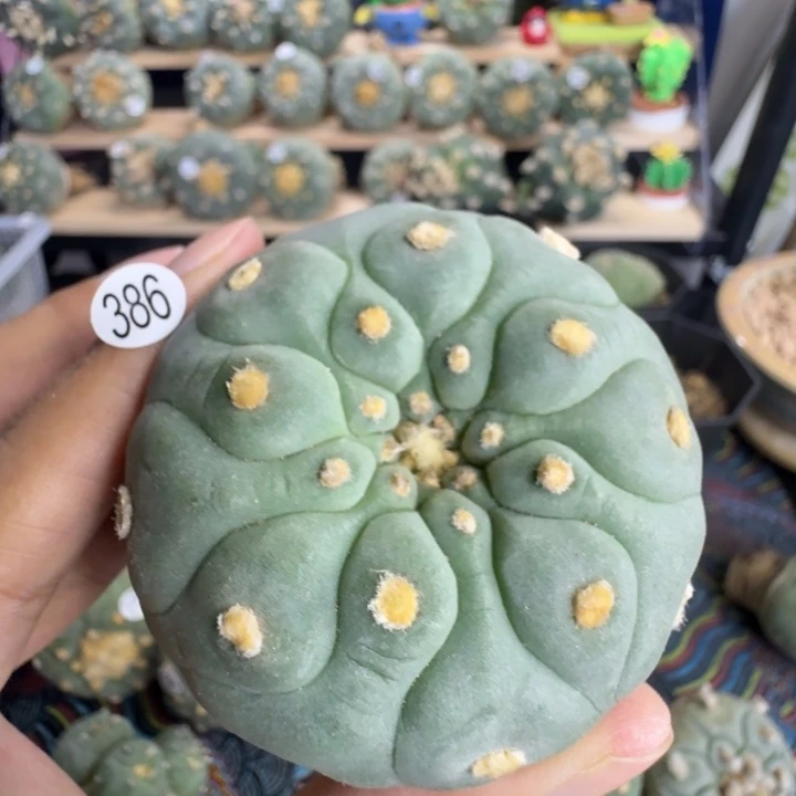 福利实生386宽毛园艺观赏植物