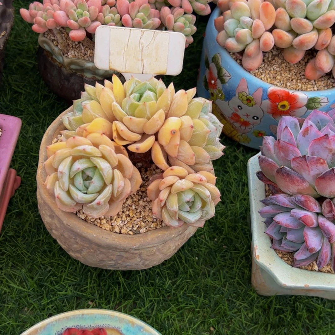 星***h劳林小老桩朵朵缀