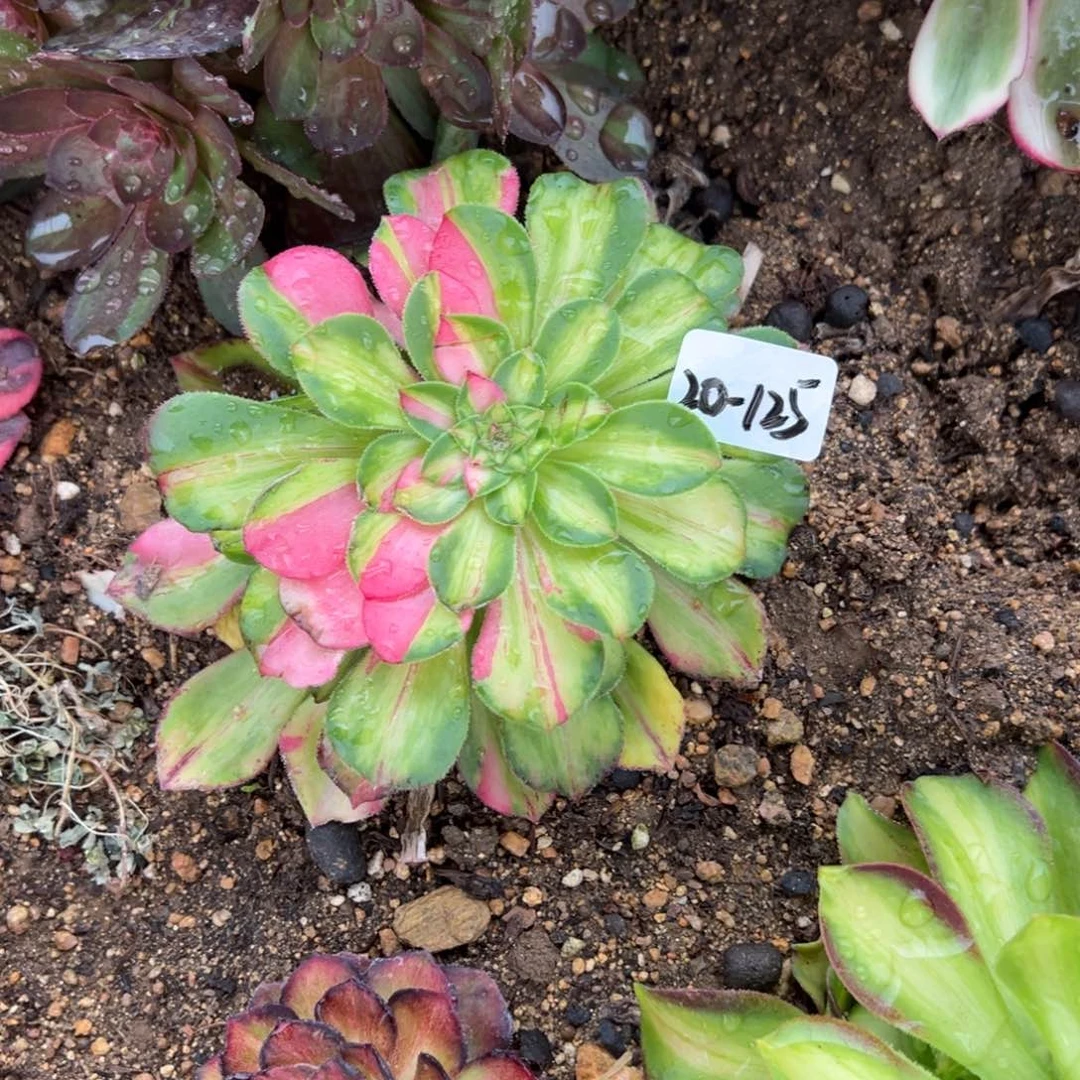 125知否多肉多肉