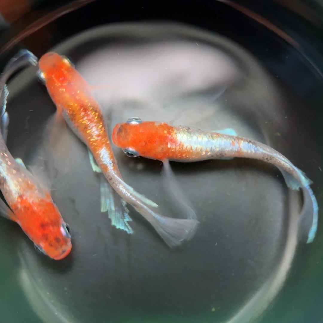 青鳉鱼编号 11 真长鳍 04 2+1