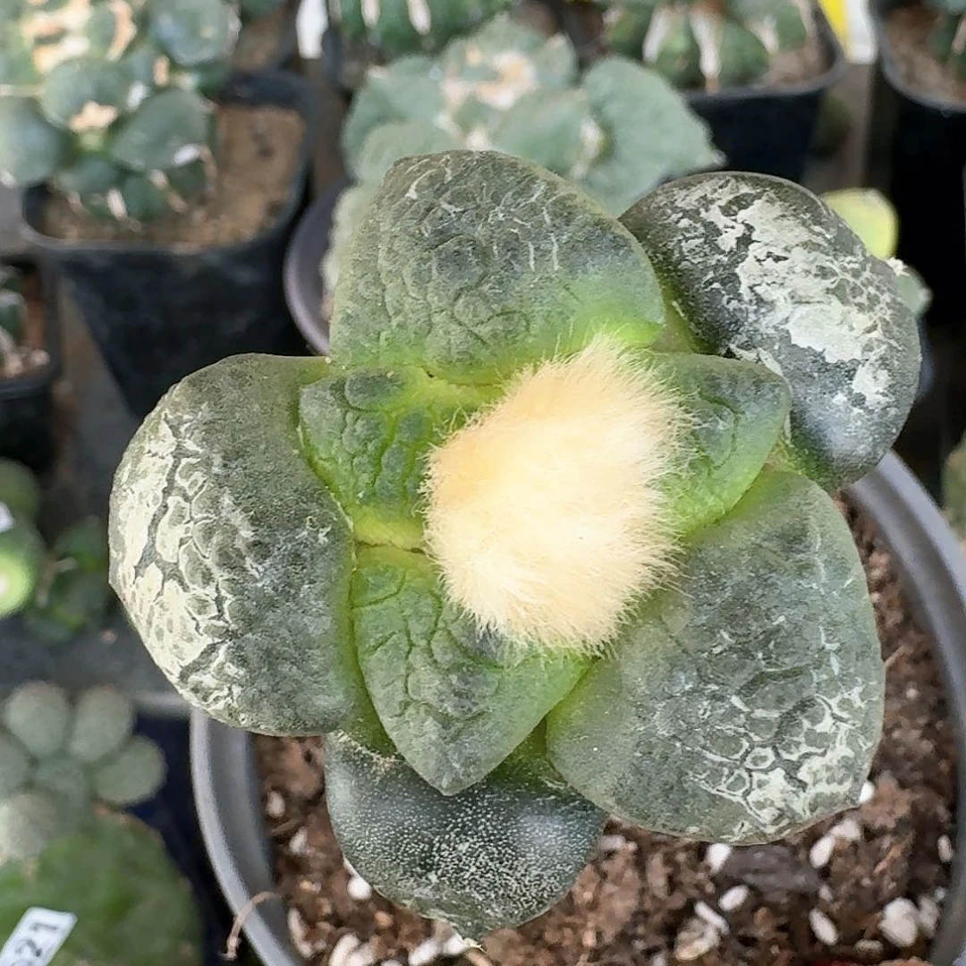 【闪购商品】无花朵断****你大连山67.