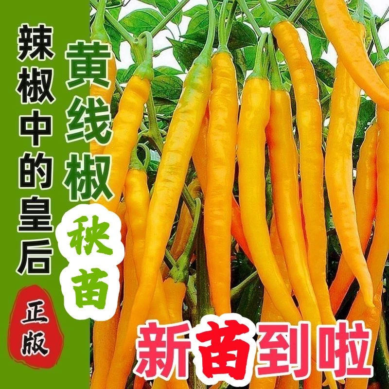 高产四季香辣椒小米椒苗黄线椒椒苗基地直发阳台超长线椒苗穴盘苗