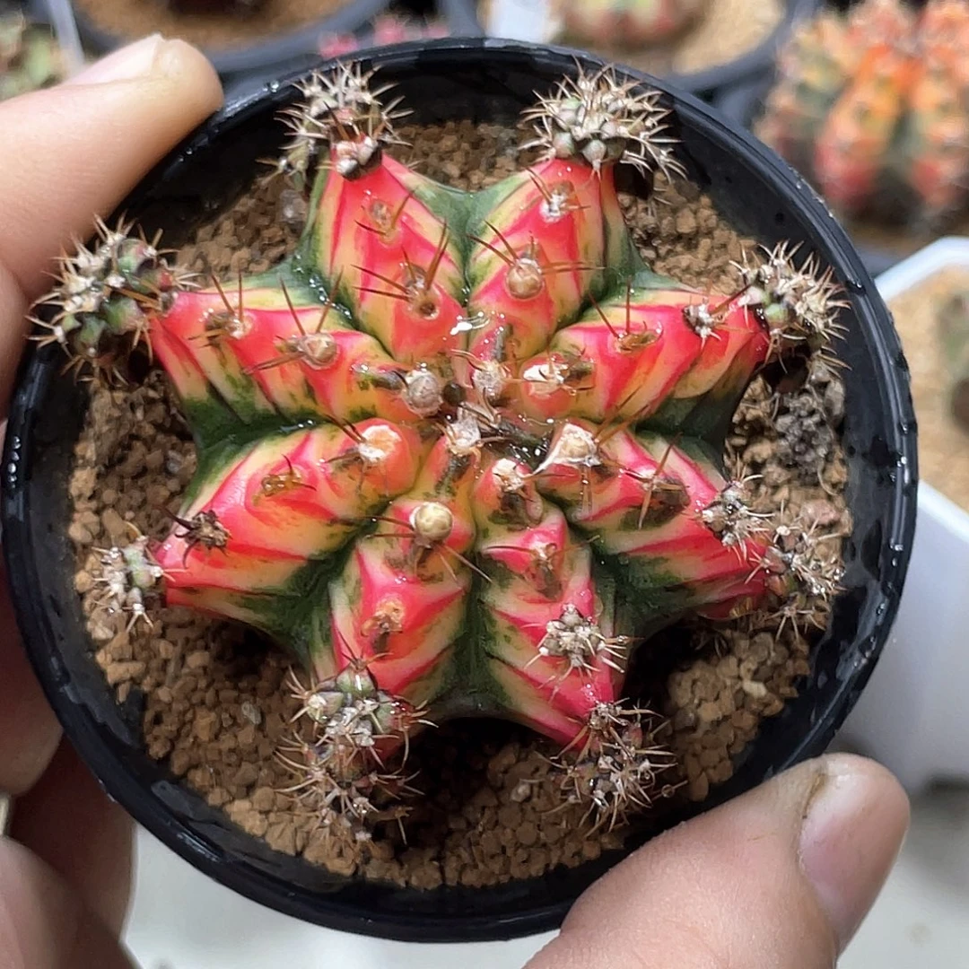 当前无花朵，栽培后可花朵