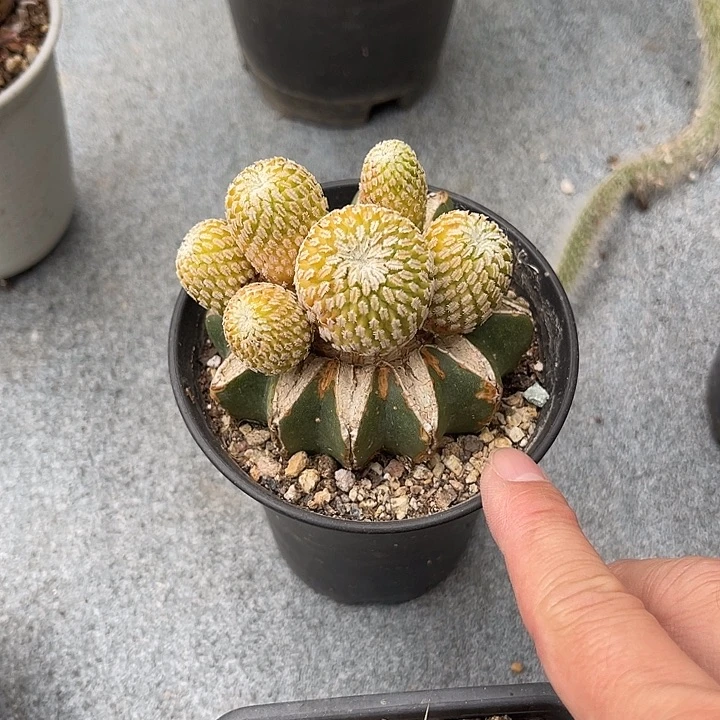无花朵精巧丸锦嫁接仙人球