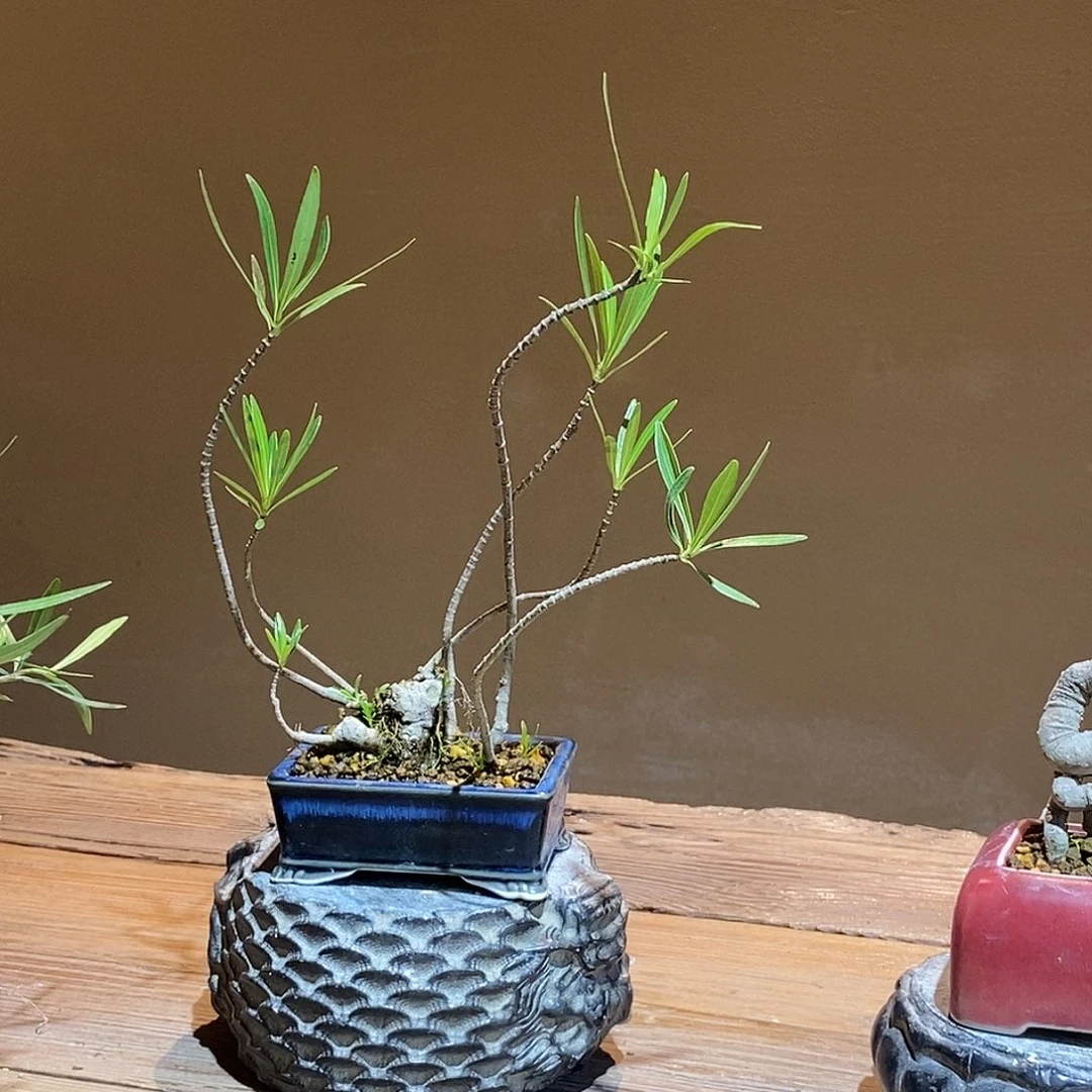 无花朵草**友栀子花888888