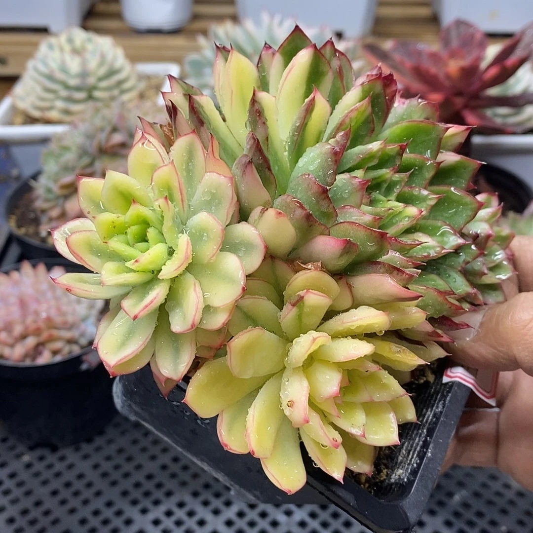 19194 绿意覆轮锦群