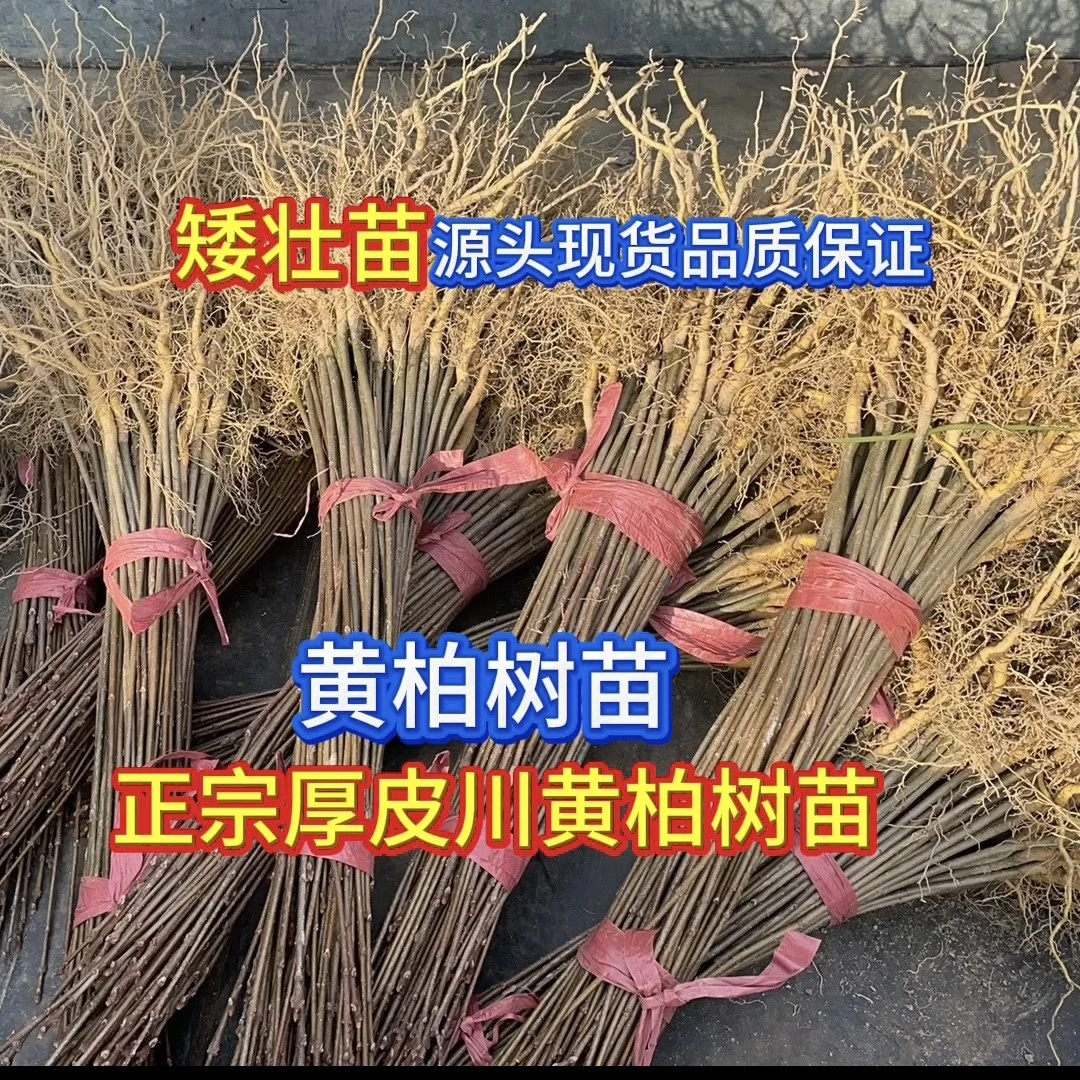 黄柏树苗红叶大叶厚皮川黄柏树苗矮壮苗正宗流苏树中药川黄柏苗