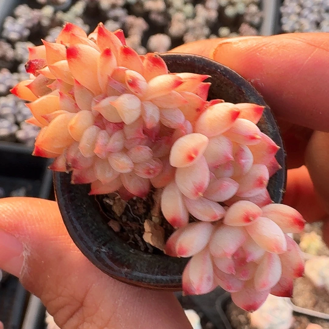 多肉糖心小缀化有龙头