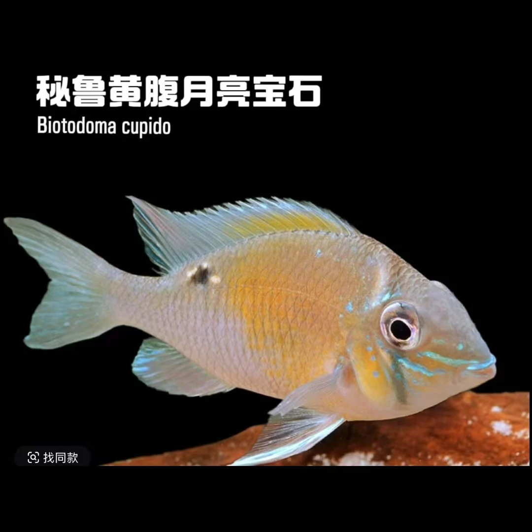 小型热带精品观赏鱼 黄腹圣塔伦月亮 好养易活淡水混养鱼
