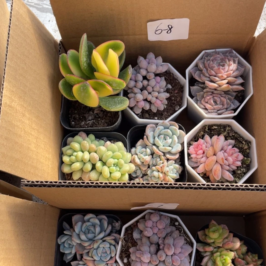 【闪购商品】6颗-8号约5厘米