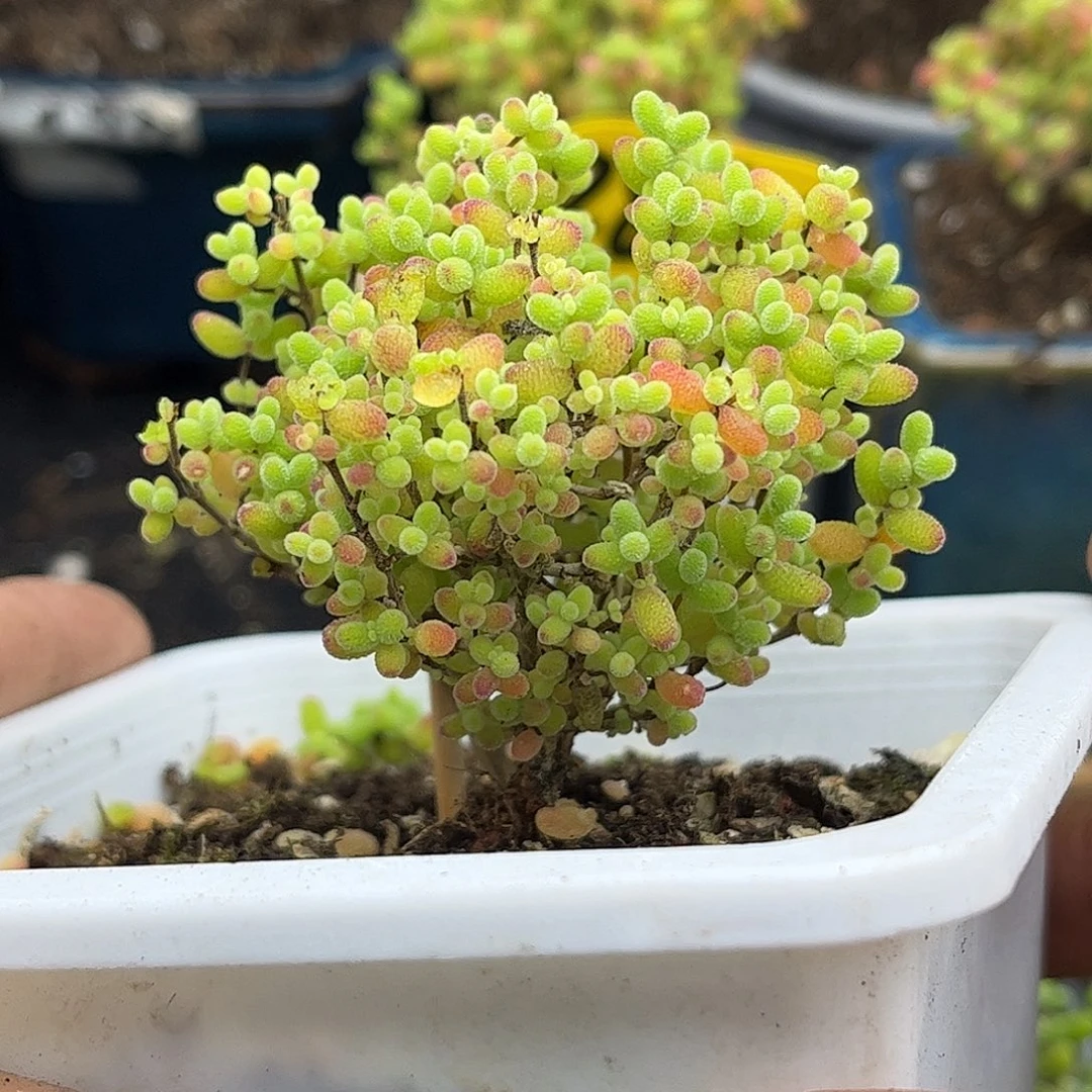 13蜜桔糖球优选枝干