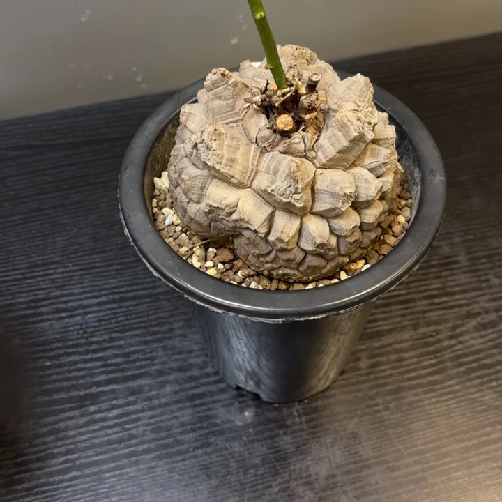 日系南非龟甲龙带盆