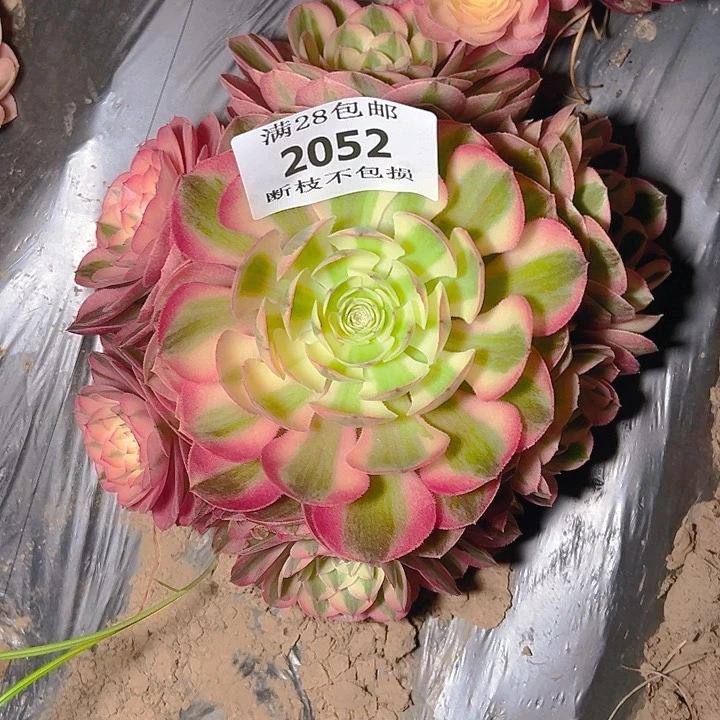 无花朵2052荔枝多肉植物2号