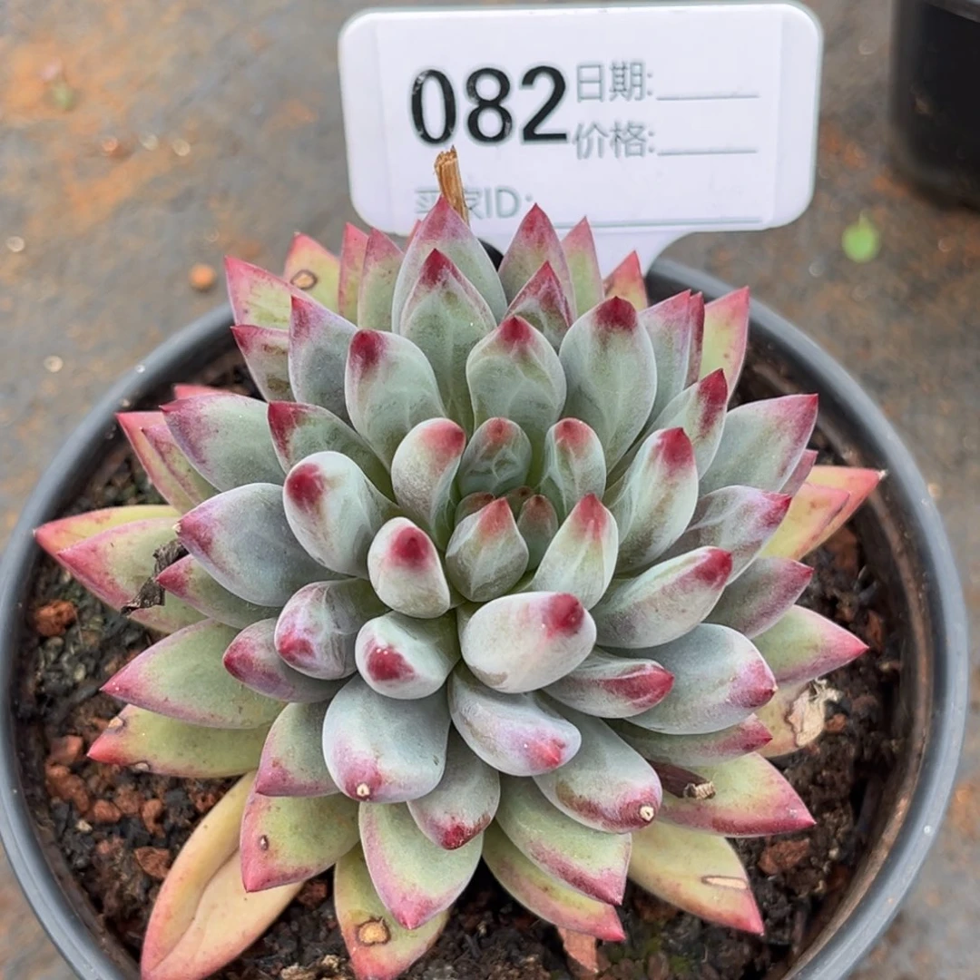 海***鱼虞美人多肉植物82