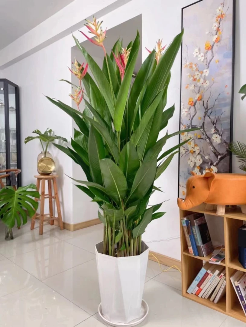 【70-90】精品富贵鸟常年开花绿植室内客厅吸甲醛四季开花