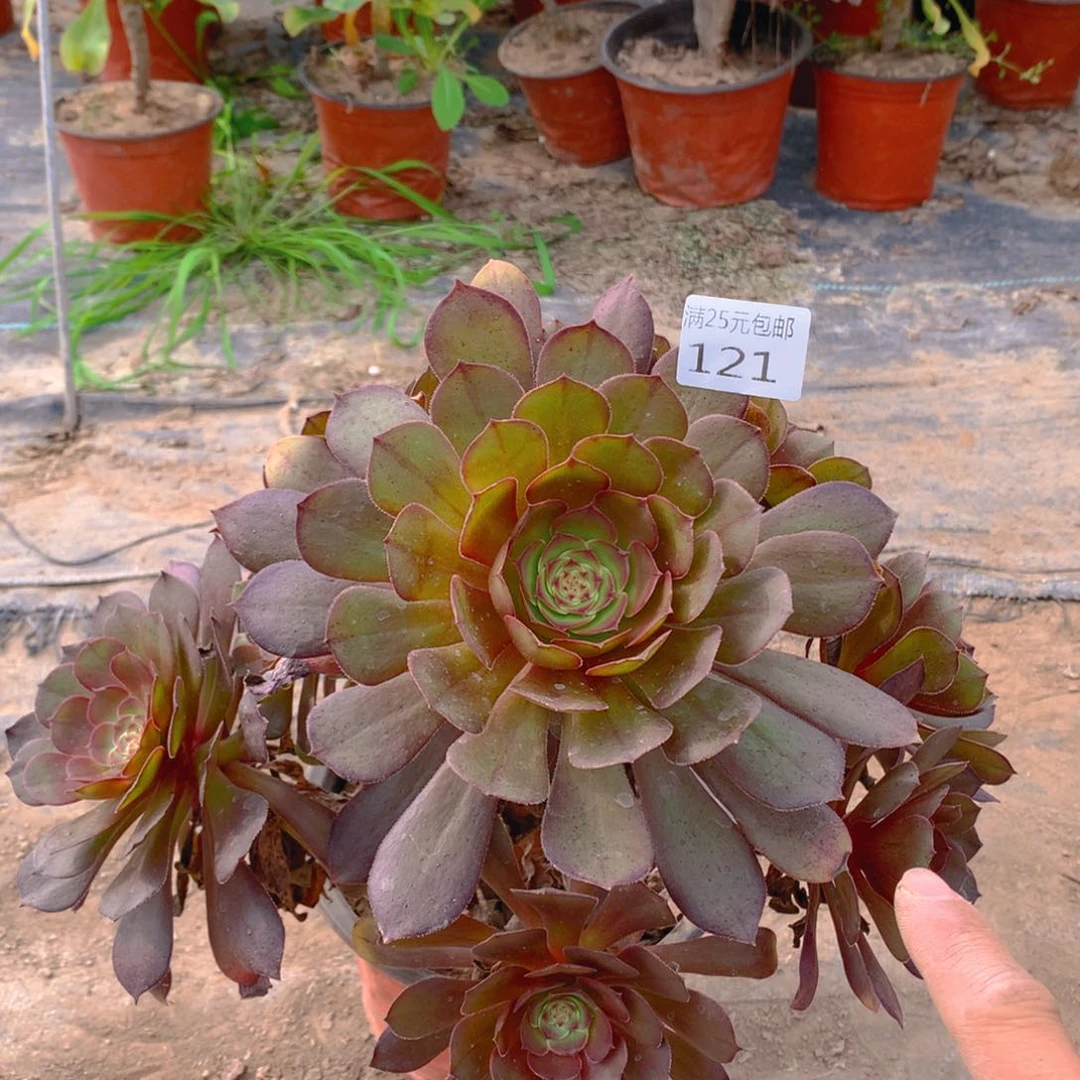 121黑魔捧花的多肉植物