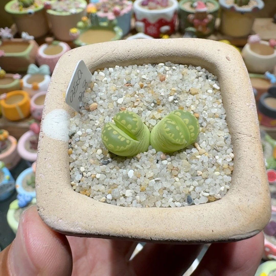 蘑菇1259c350a绿芽多肉植物