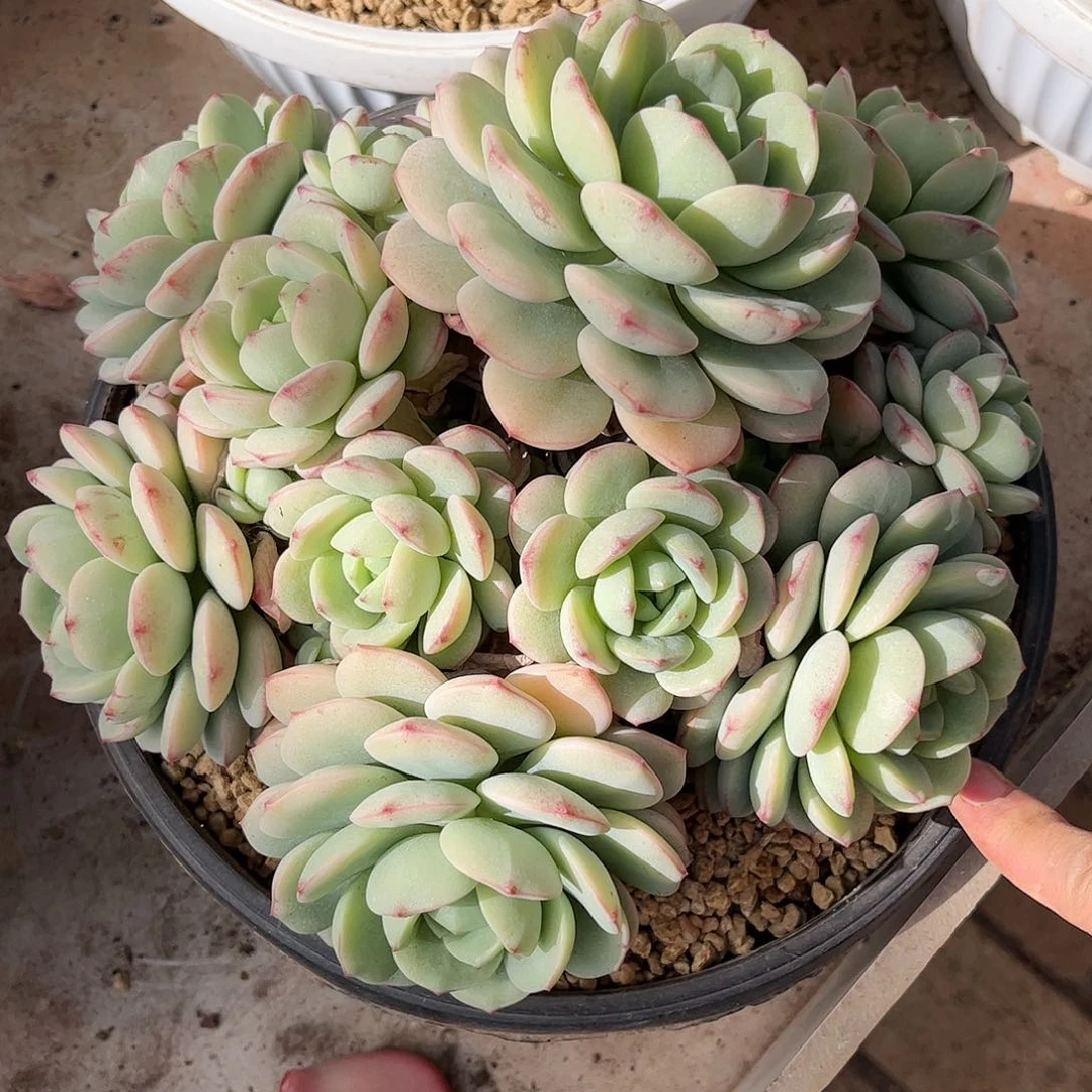 寄养链接的肉肉的肉肉的