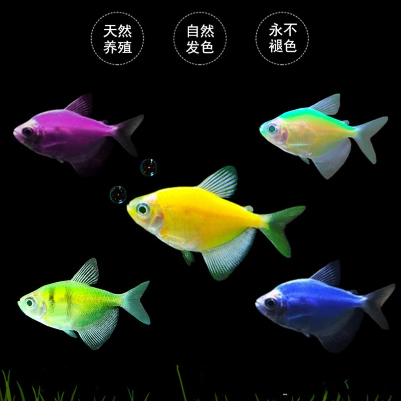 广佛花鸟市场天使鱼糖果鱼热带观赏鱼耐活