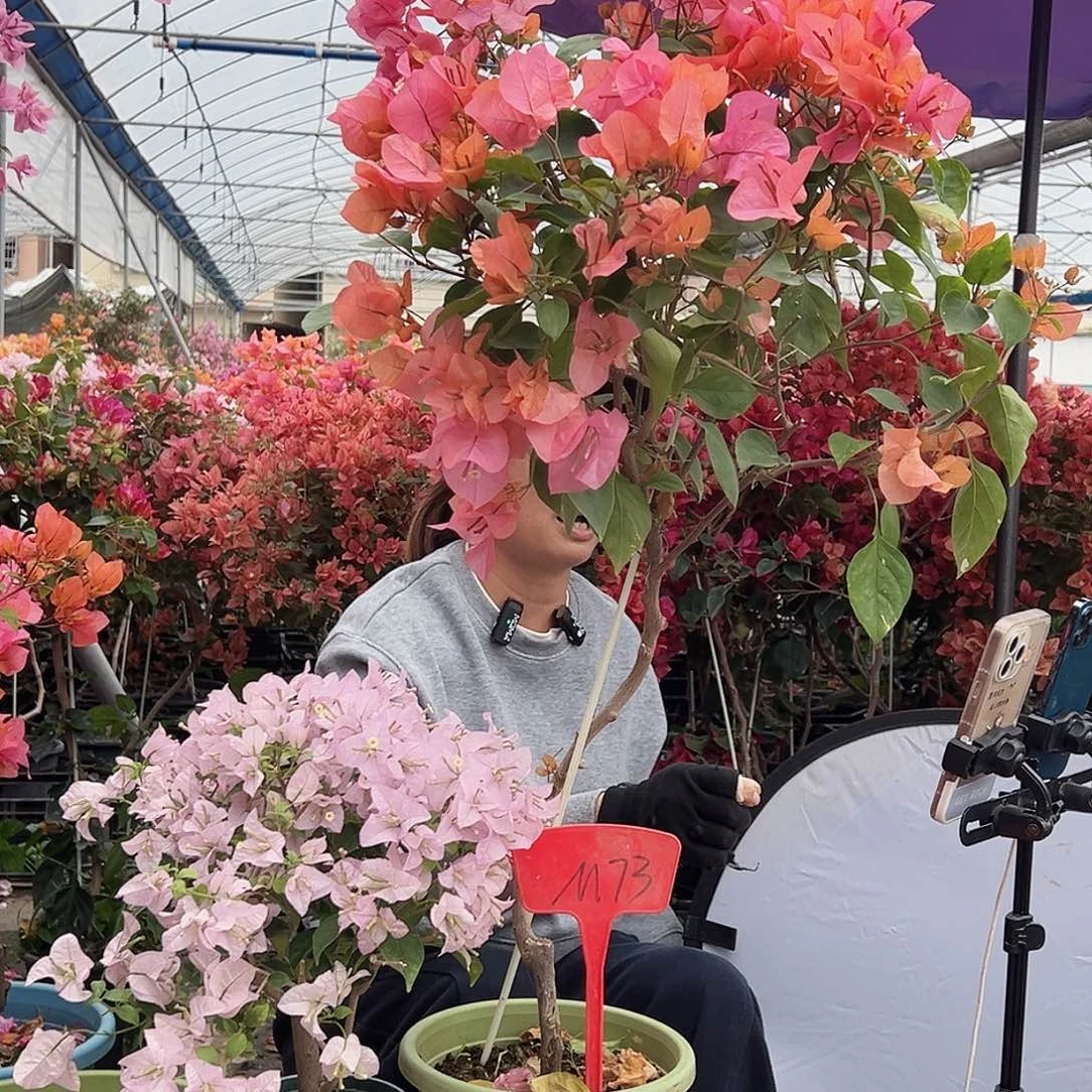 肯***大部分花苞少量开放M73波妹，苹果花掌中宝一棵