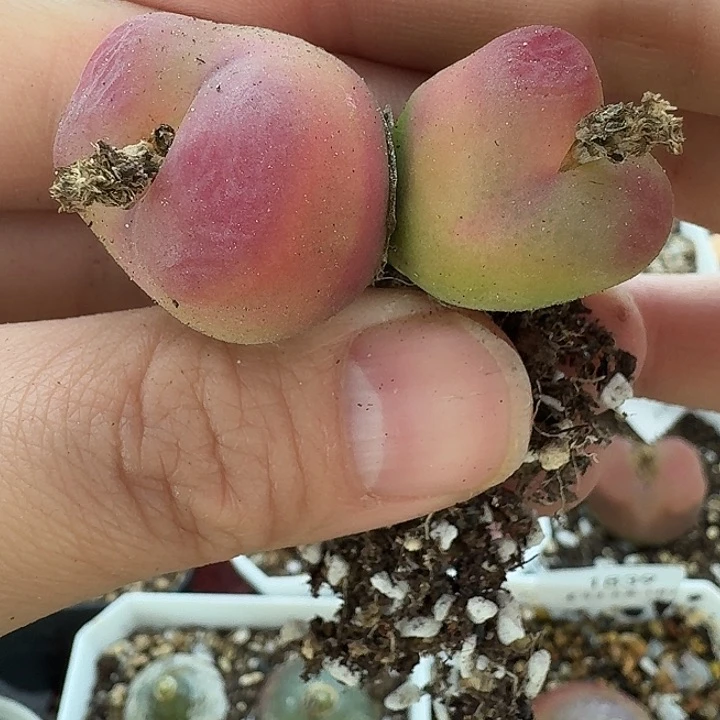 老马生石花蟠桃1814