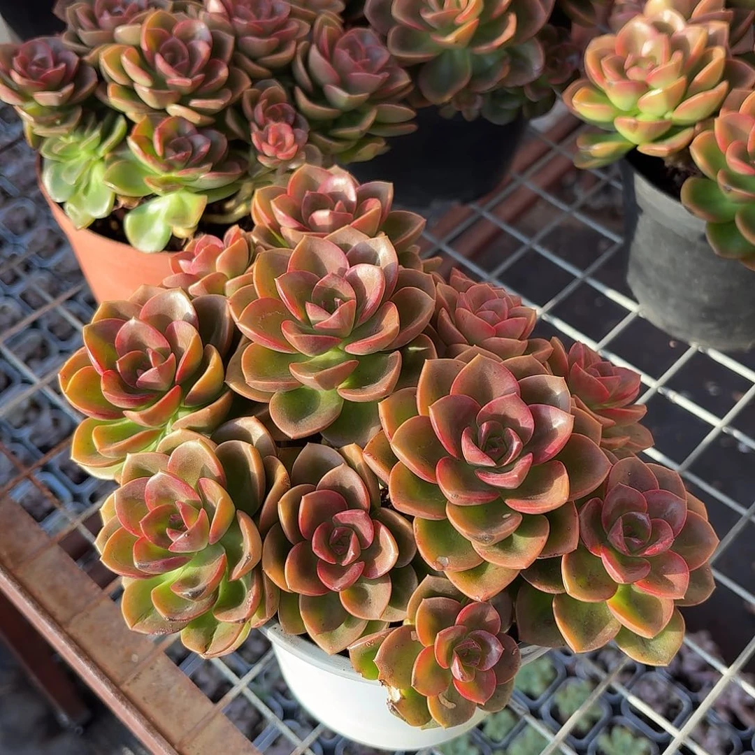 巧克力方砖多肉15㎝盆大号