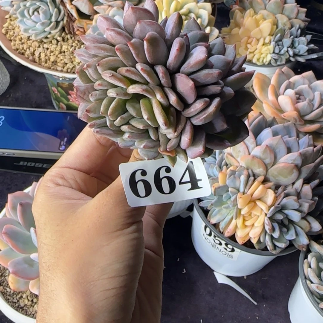 小星影缀化一物一拍664