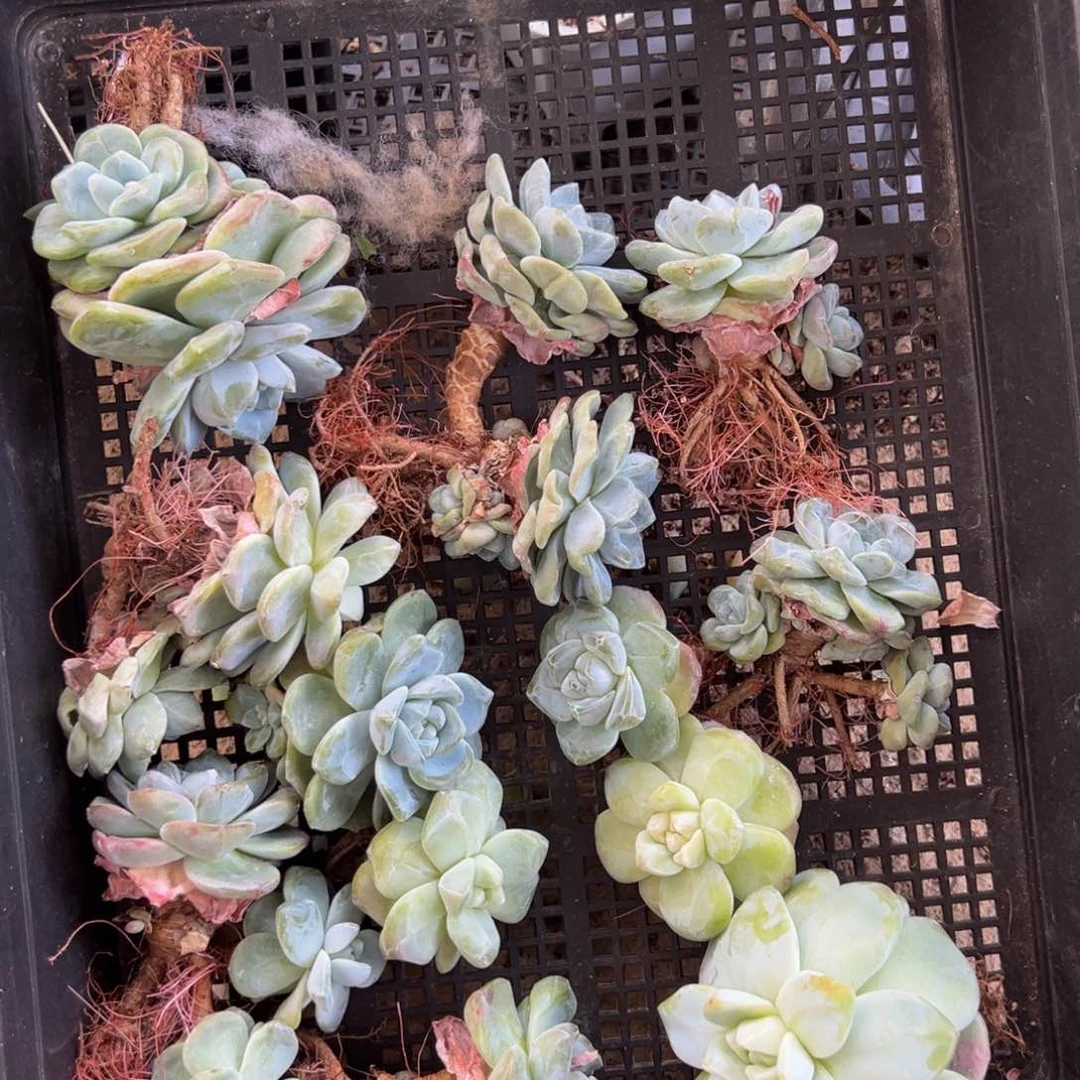 新年快乐 新年快乐