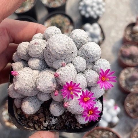 姬春心带盆土福利