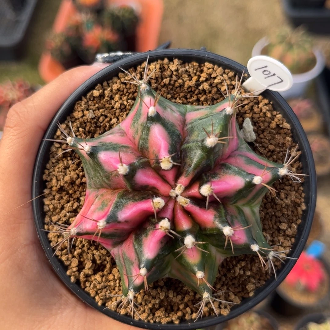 1017 泰系米哈 带盆土发货