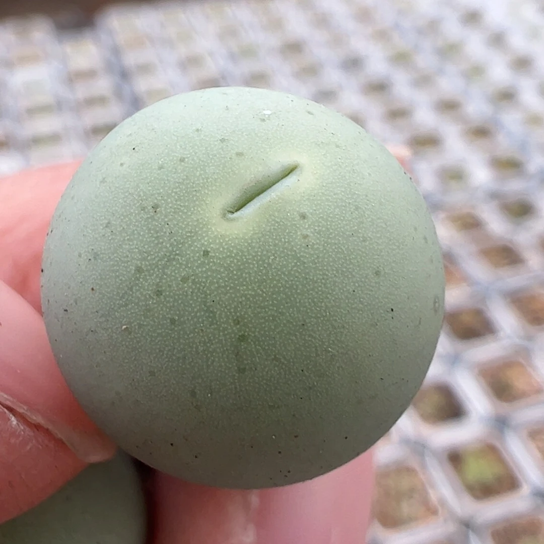 鸽子蛋多肉植物百科