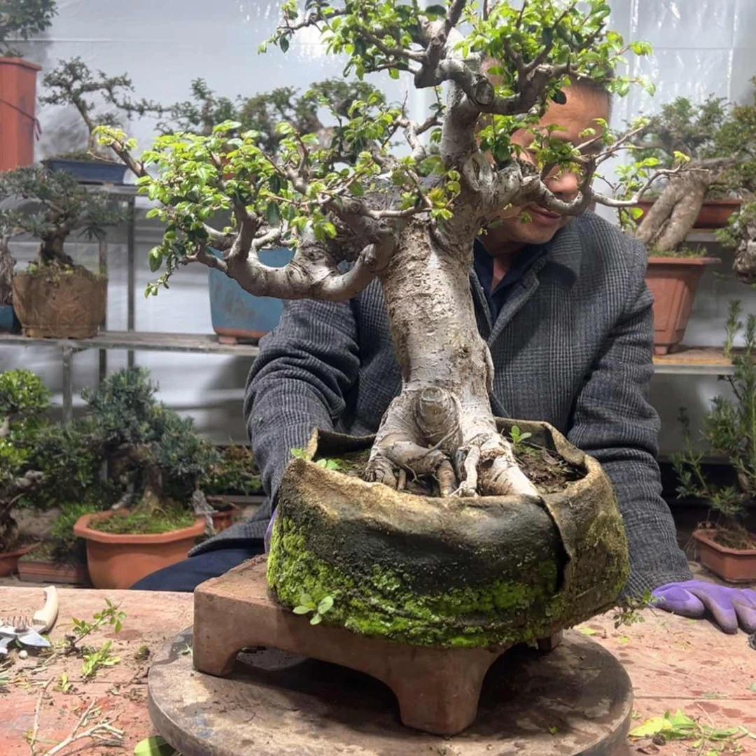 【闪购商品】壬*红花紫薇