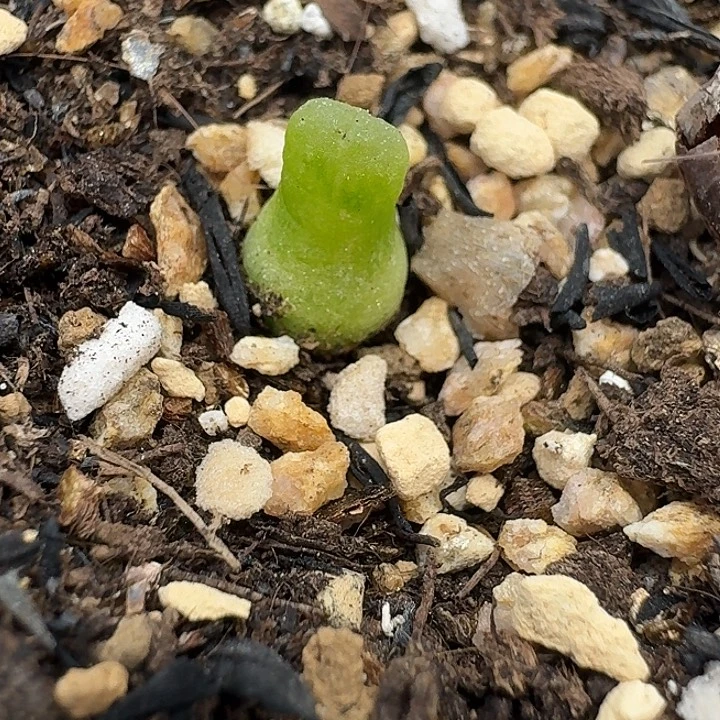 老马生石花小葫芦1830