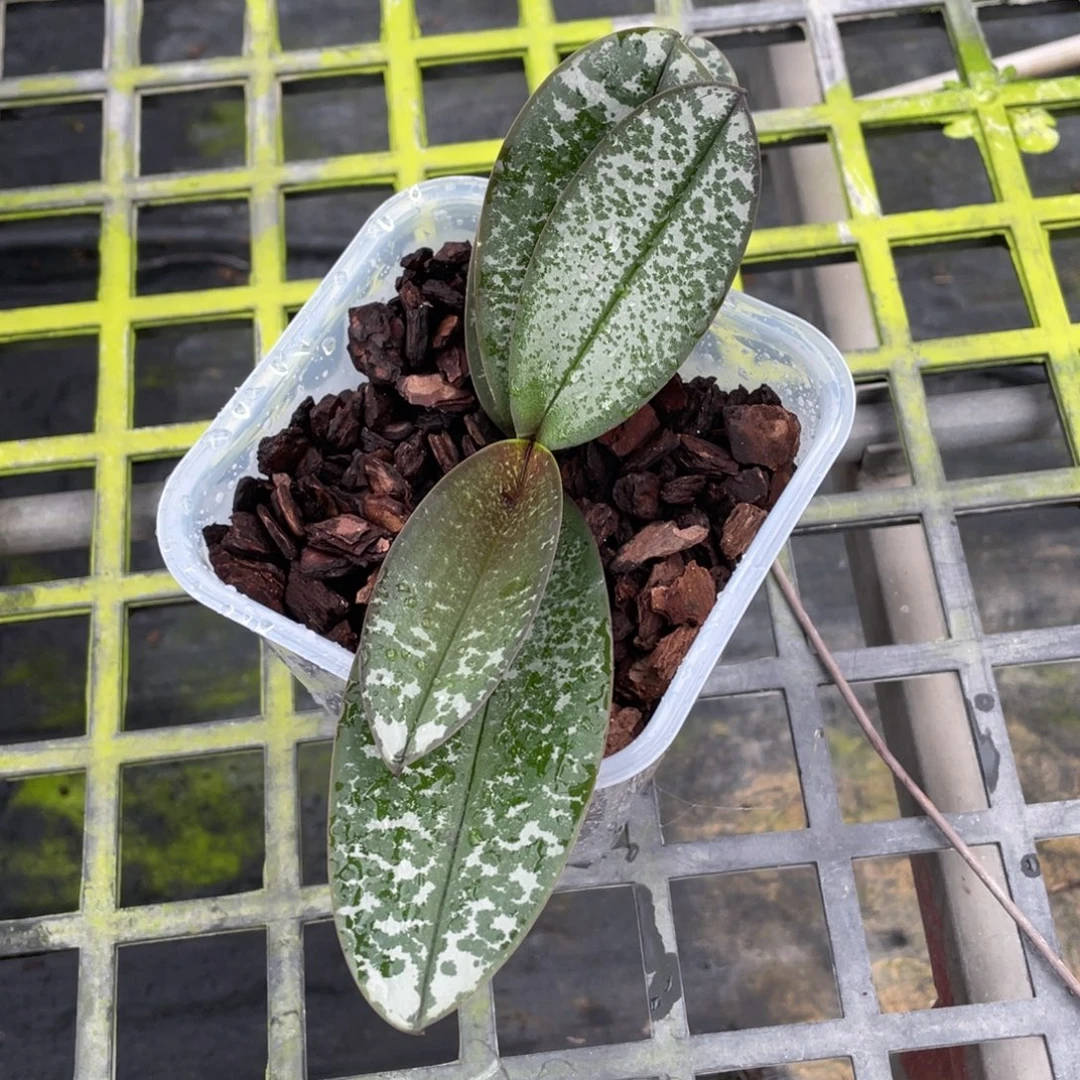 当前无花栽培后可以开花