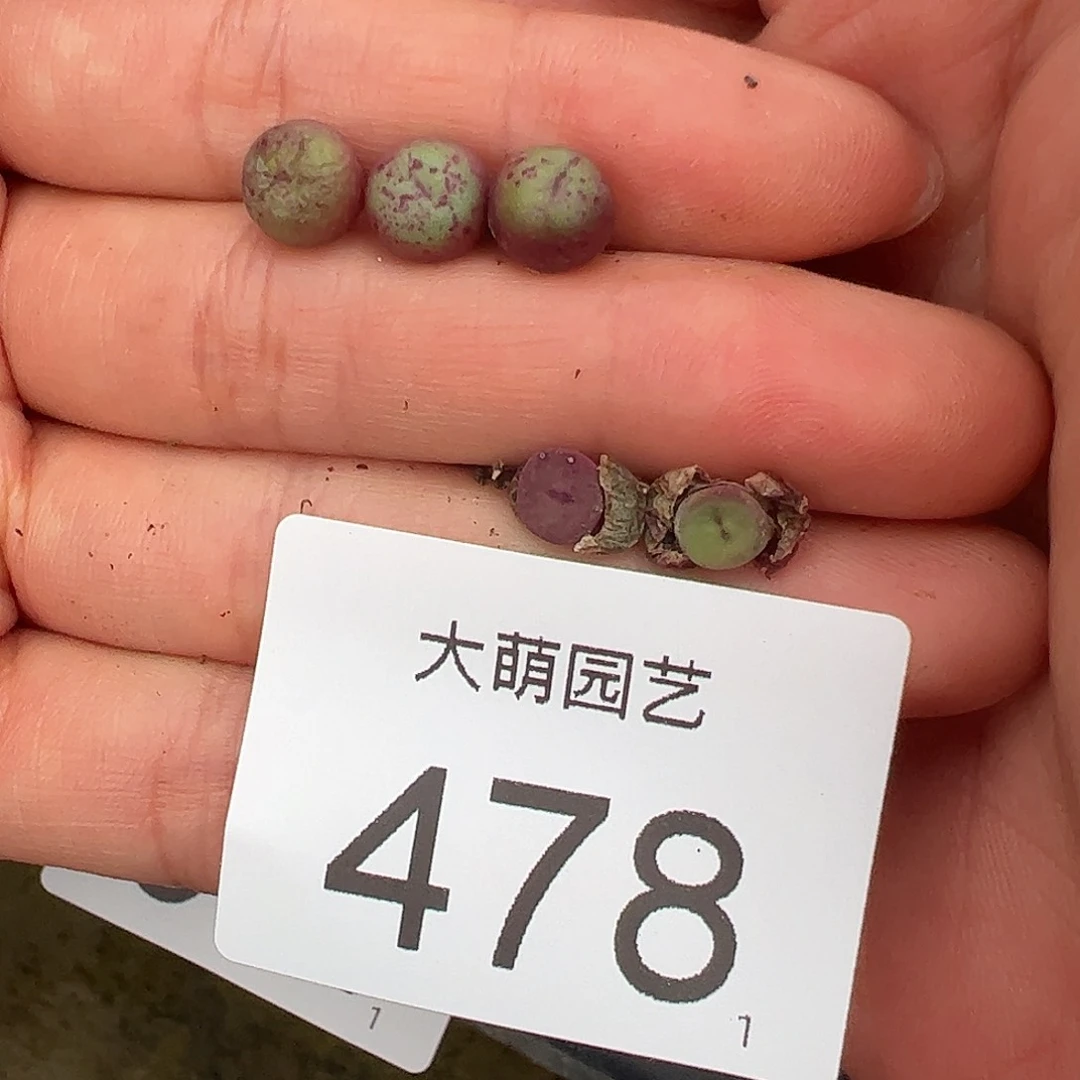 0000478量拍紫红嘴3颗尺寸不大