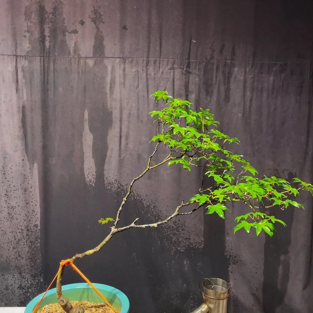 无花朵清**然石枫包邮哦哦哦