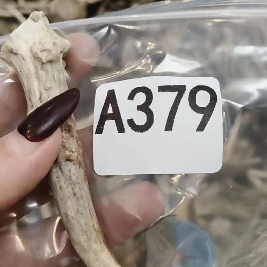 闲***事鹿角鹿角鹿角鹿角鹿角