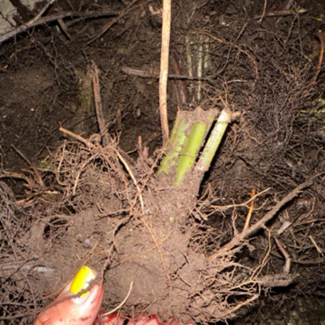 东北广东菜（黄瓜香）10根